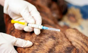 Bị vật nuôi đã tiêm phòng cắn, có cần chủng ngừa dại?